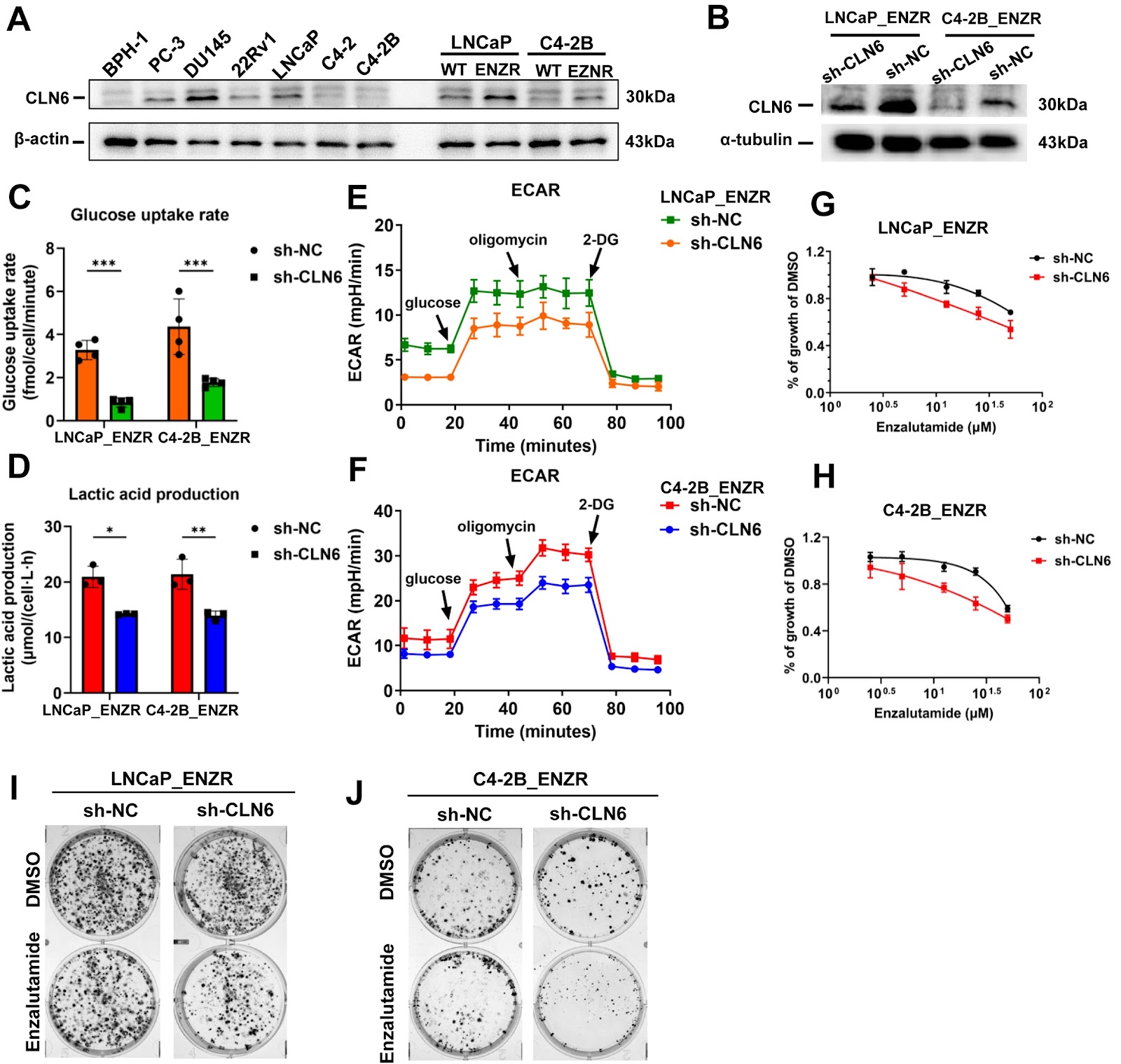 Glycolysis reprogramming predicts poor prognosis and drives therapy resistance via CLN6 in lethal prostate cancer