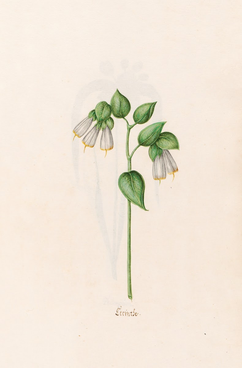 Cerinthe 1692