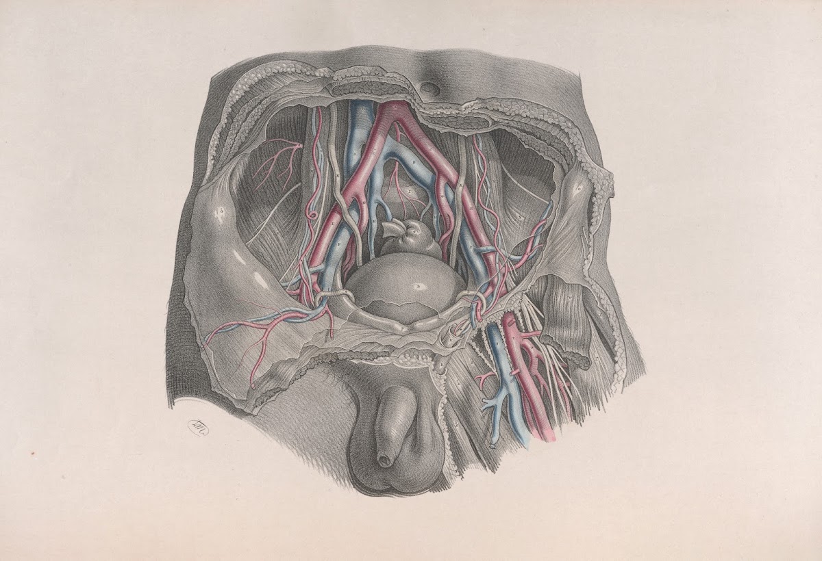 Surgical anatomy Pl39 1856