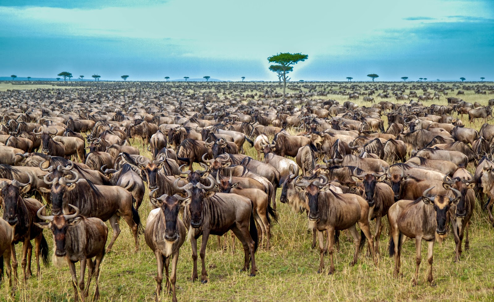 Ndutu · Wildebeest Migration