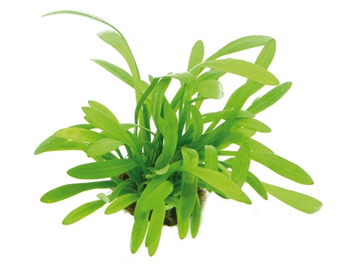 Sagittaria sp. narrow leaf