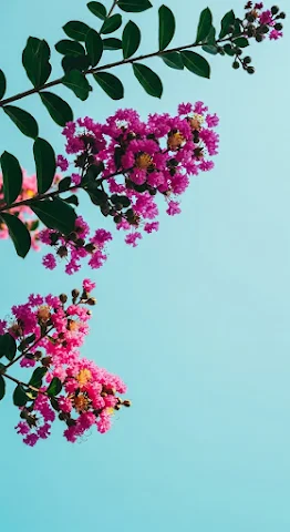 Summer Bloom Skywards