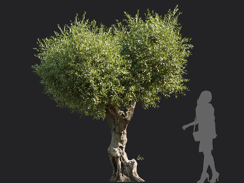 Maxtree - Plant Models Vol.113