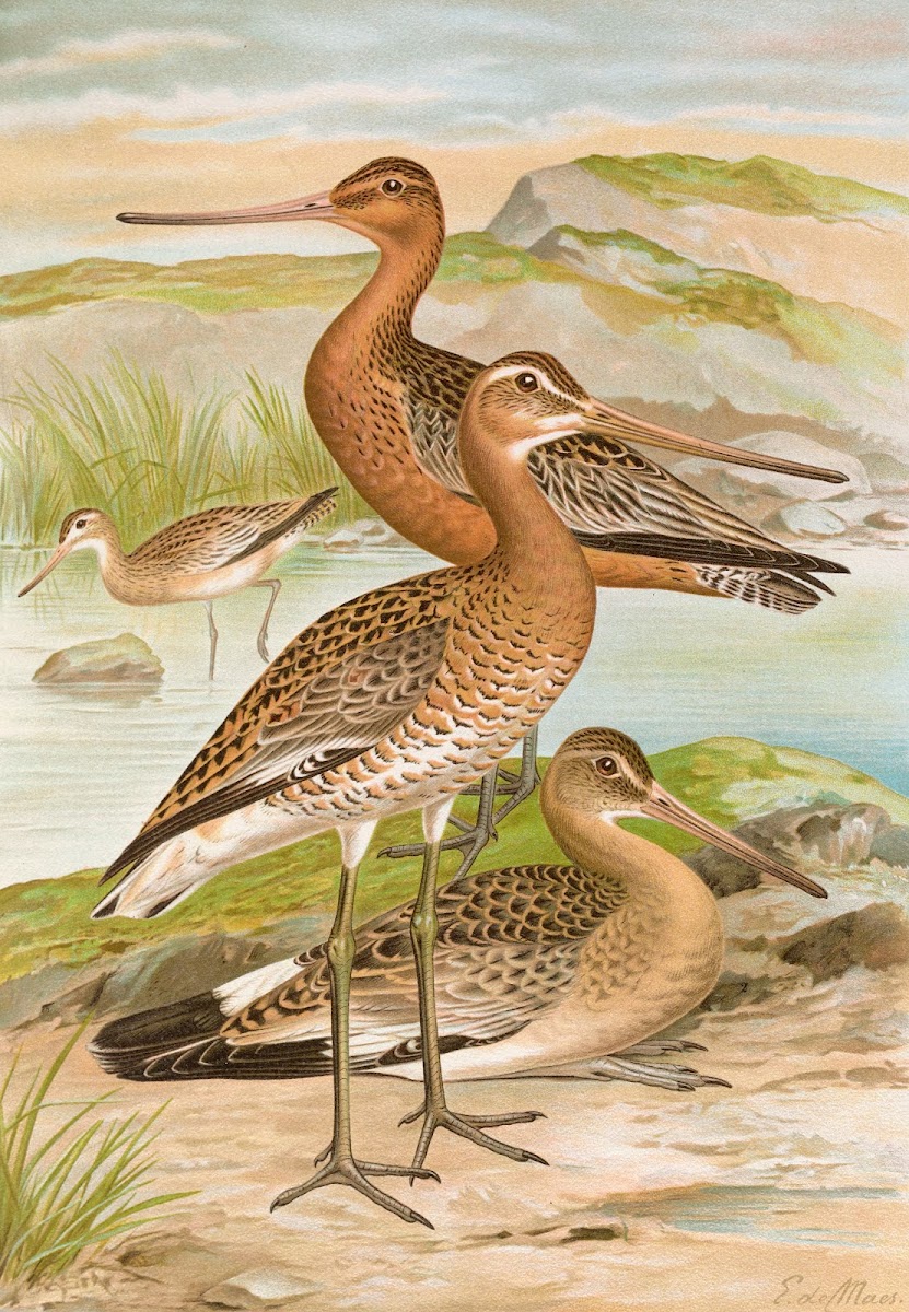 Limosa limosa Limosa lapponica