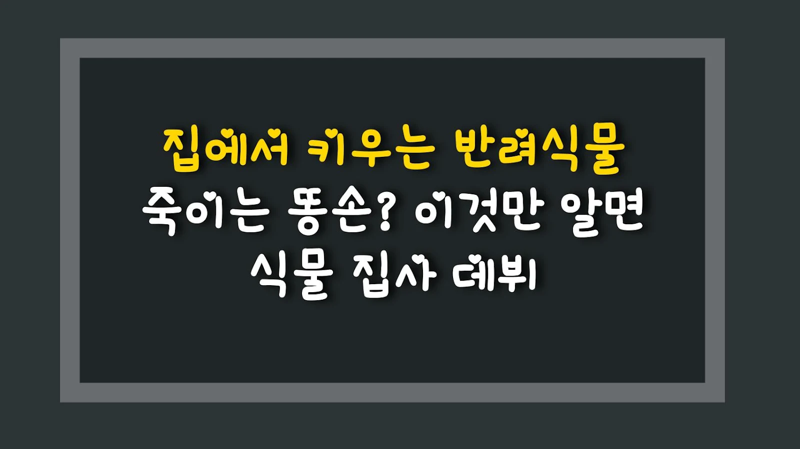 집에서 키우는 반려식물 죽이는 똥손? 이것만 알면 식물 집사 데뷔