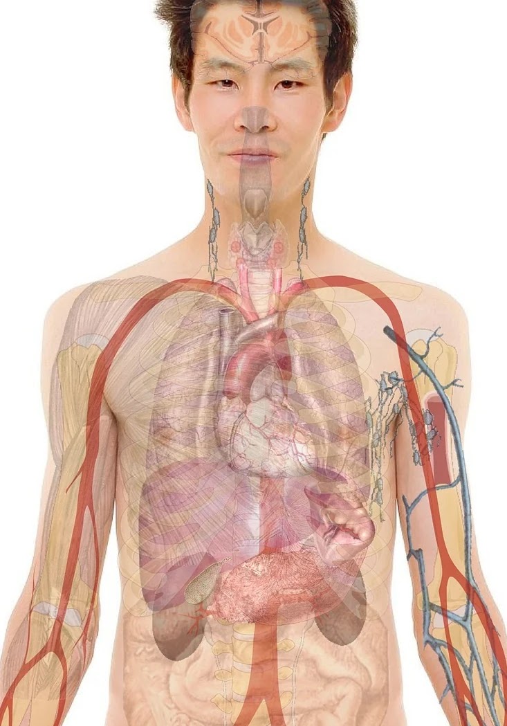 혈당 조절에 영향을 미치는 신체 구조별 역할과 관리 방법