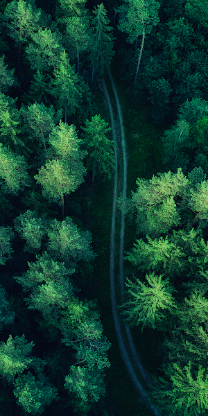 Forest, Drone Photo, Trees, Wood, Road 4K Wallpaper Background