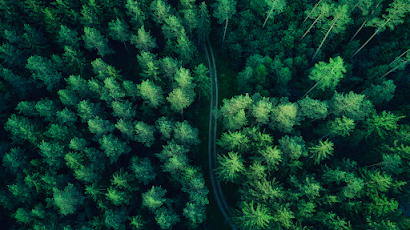 Forest, Drone Photo, Trees, Wood, Road 4K Wallpaper Background