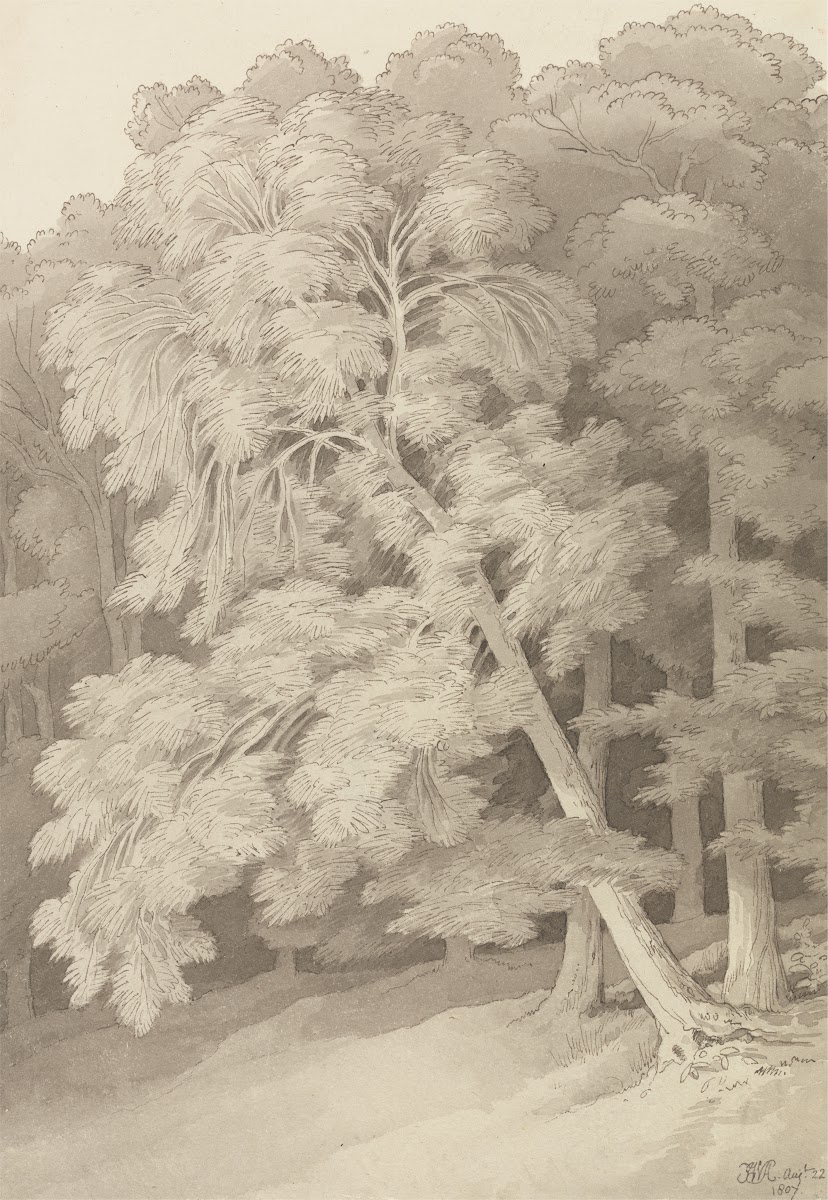 Trees in a Wood 1807