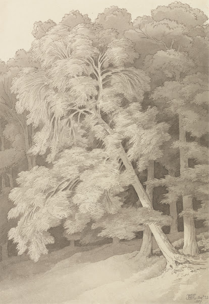 Trees in a Wood 1807