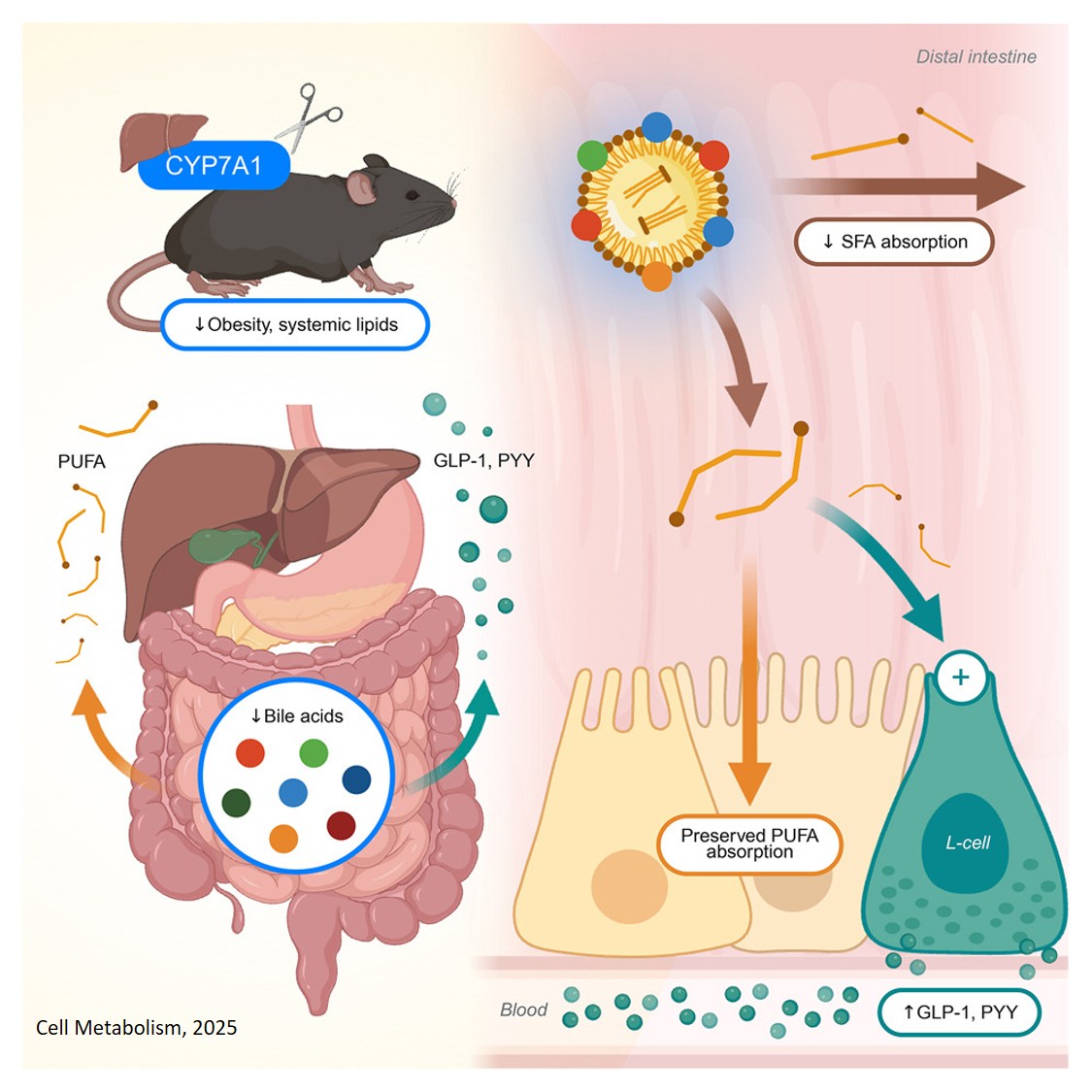 Bile acids regulate lipid metabolism through selective actions on fatty acid absorption