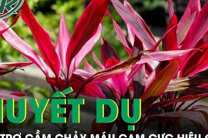 Huyết dụ - vị thuốc dân gian hỗ trợ chảy máu cam cực hiệu quả nếu dùng đúng cách - Báo Sức Khỏe &amp; Đời Sống