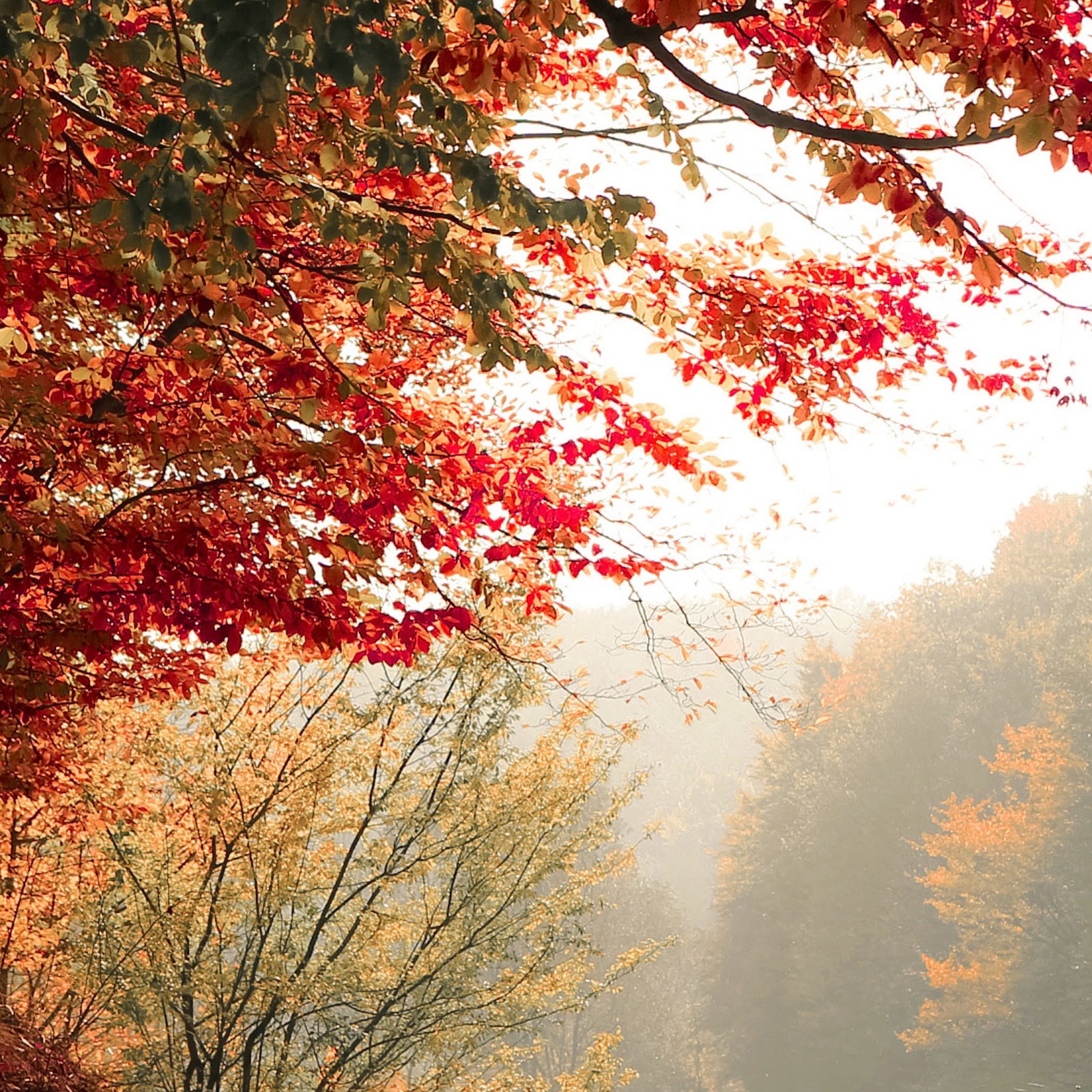 Download Autumn Tree Fall 4K iPhone