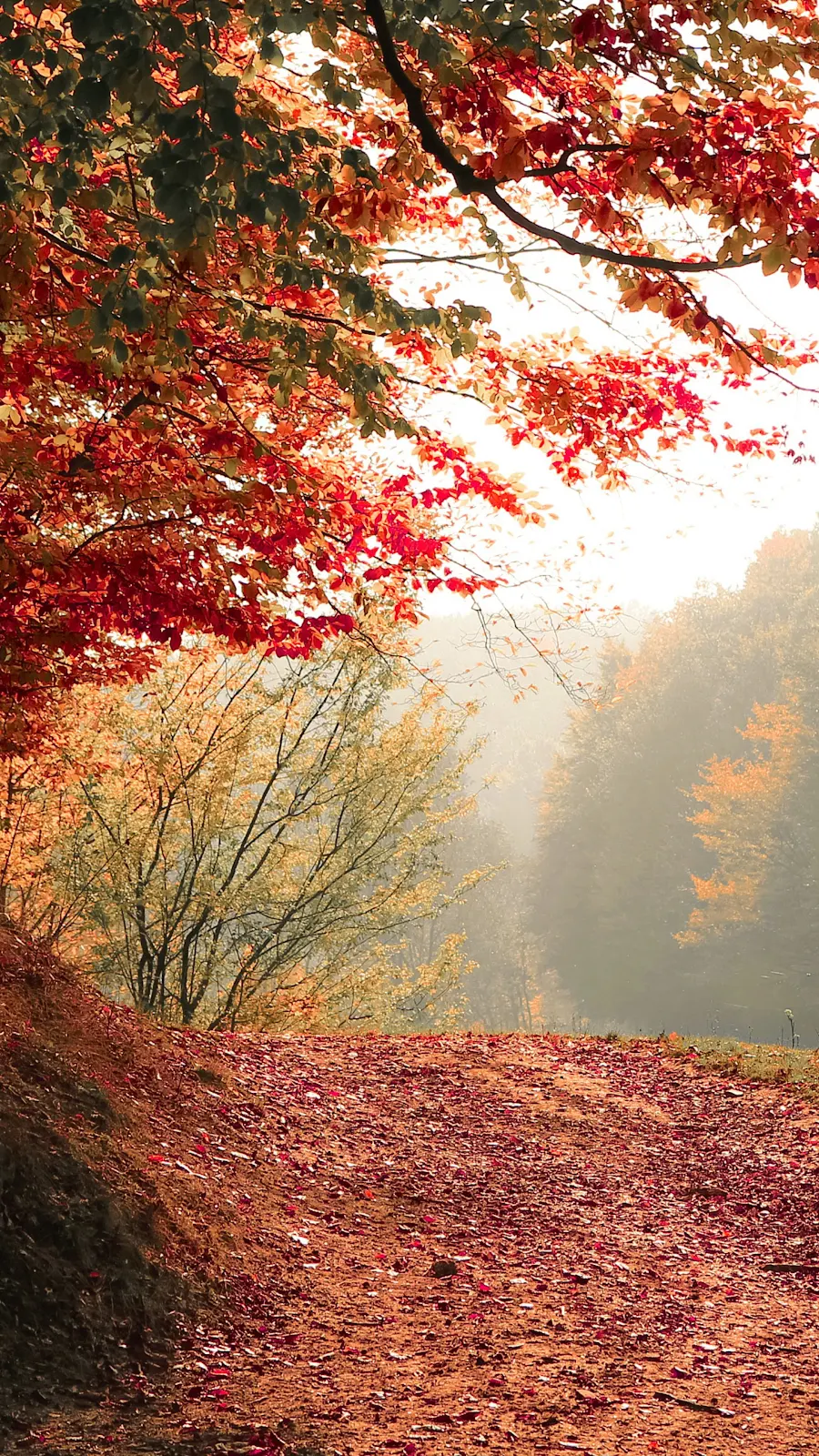 Autumn Tree Fall 4K iPhone Wallpaper Background [2160x3840] Free Download