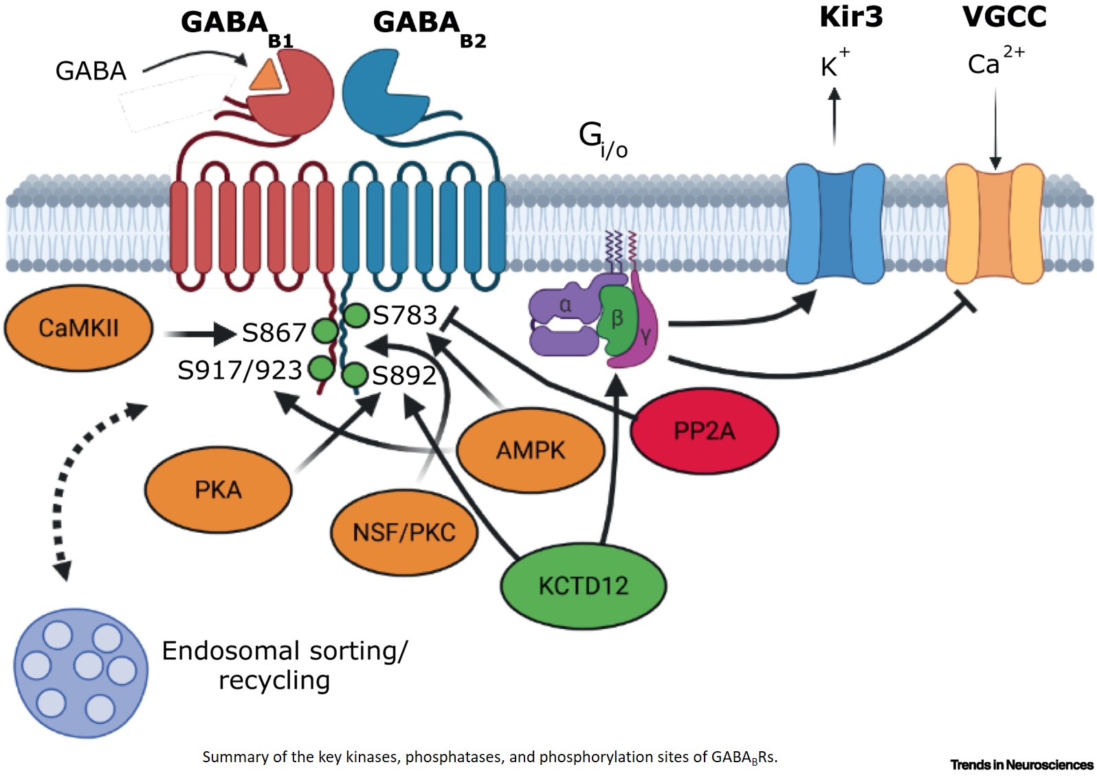 GABAB receptor plasticity