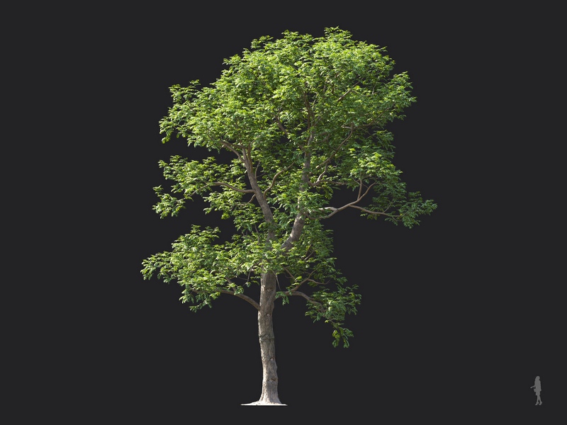 Maxtree - Plant Models Vol.124