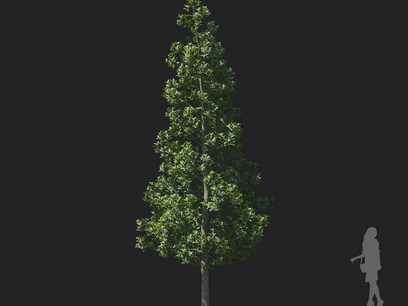 Maxtree - Plant Models Vol.121