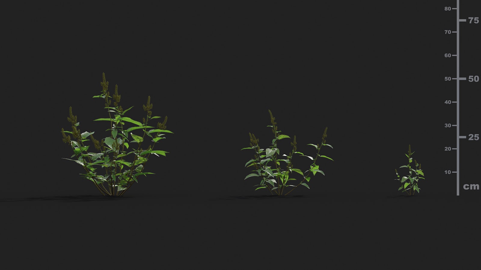 Maxtree - Plant Models Vol.21