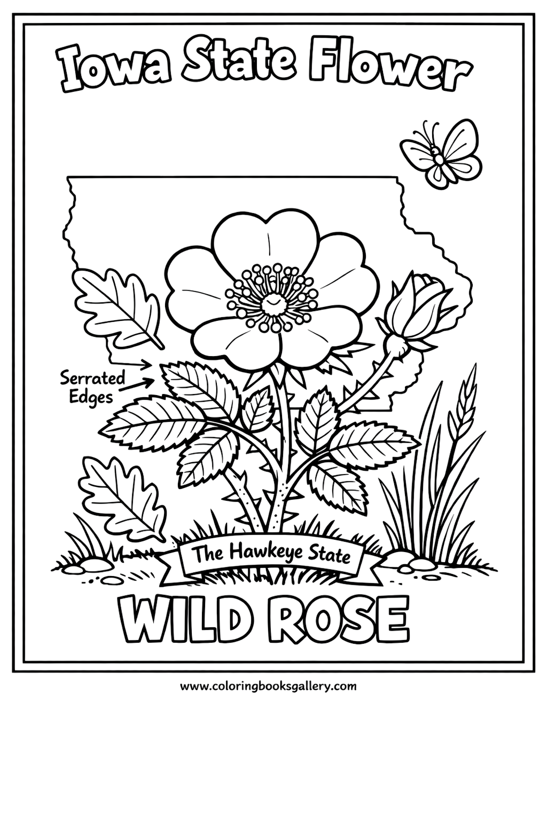 Iowa State Flower – Simple Educational Printable Coloring Page for Kids – printable coloring page