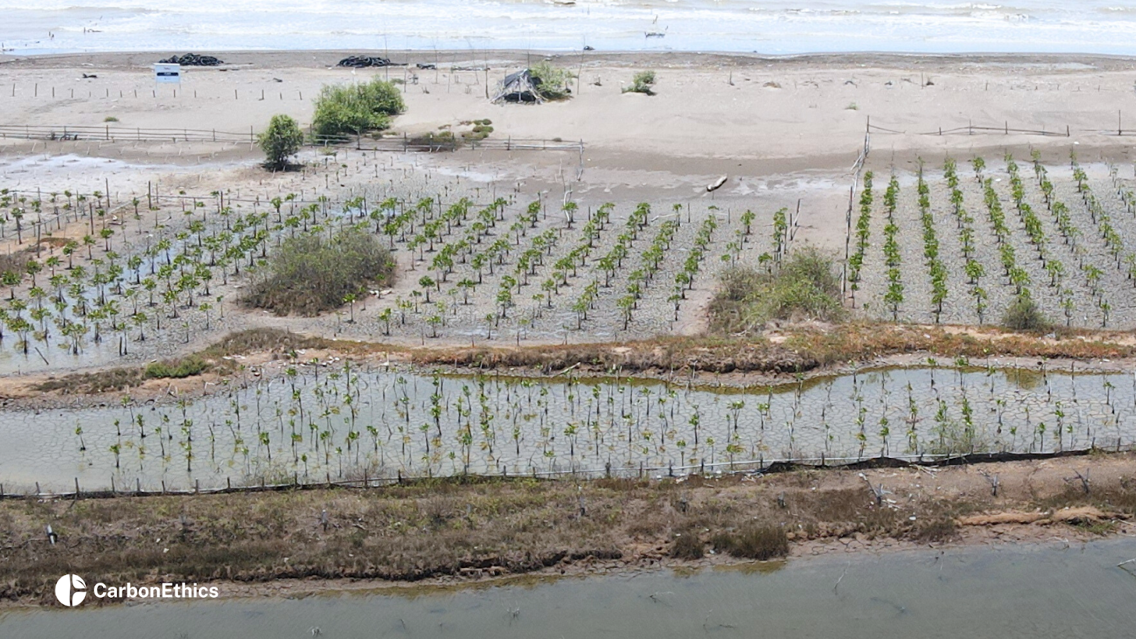 CarbonEthics’ Mangrove Planting Site