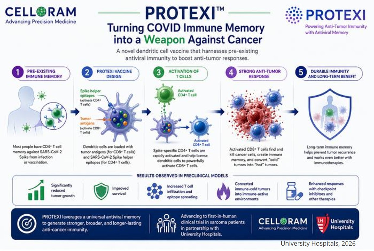 The Dendritic Cell-based Vaccine PROTEXI leverages Antiviral CD4 T cell Memory to boost anti-tumor immune responses in mice