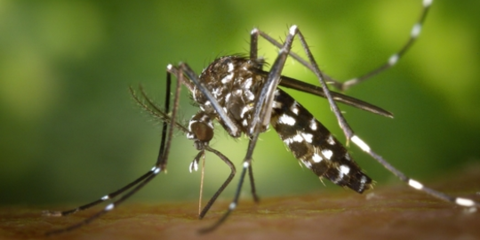a mosquito on skin outside 