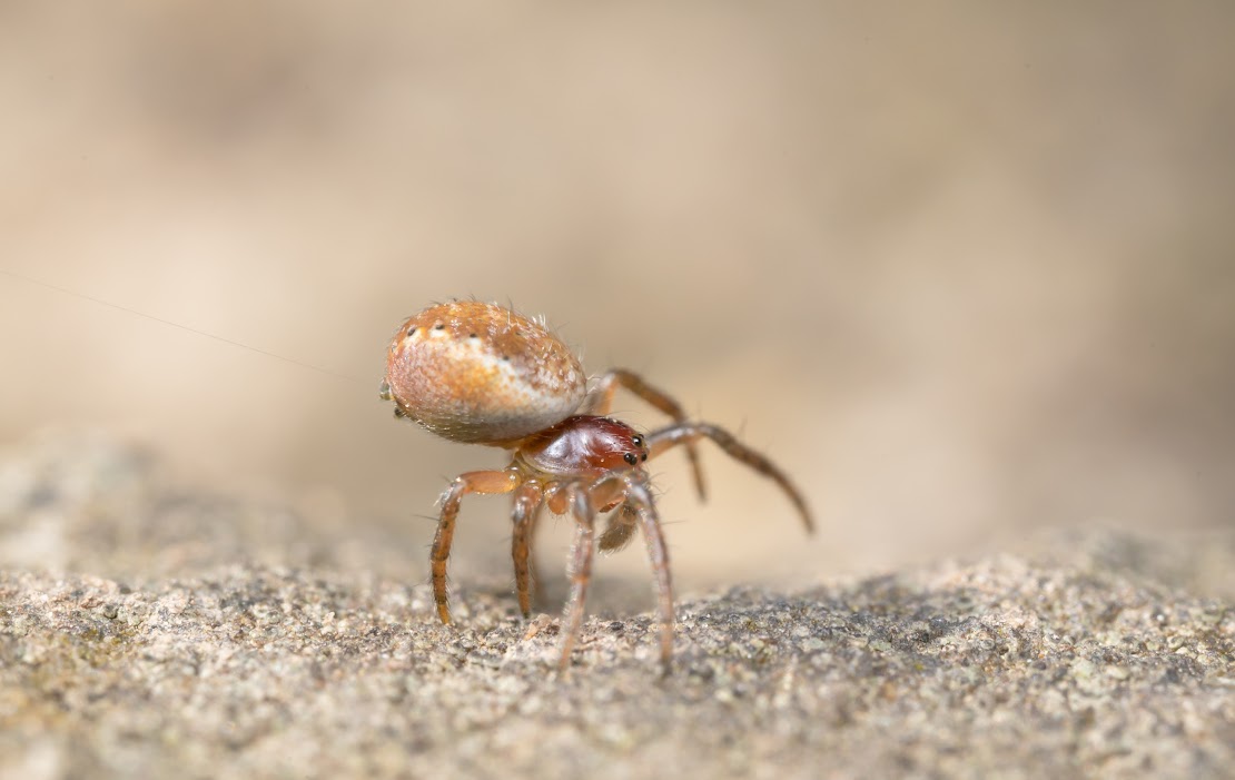 Araniella sp.