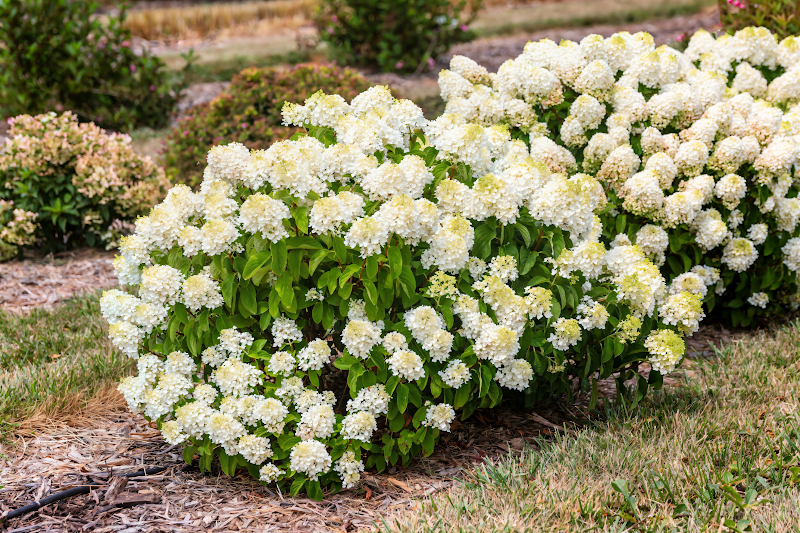 Hydrangea paniculata 'Little Hottie' in piena fioritura, con pannocchie bianche che sfumano al rosa