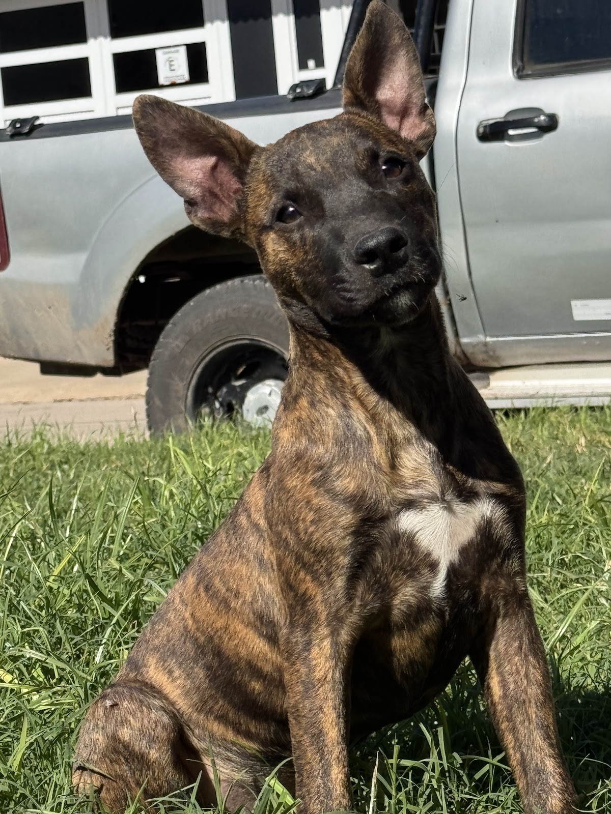 Morocho