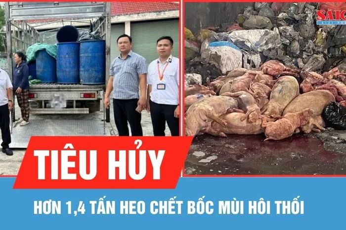 Tiêu hủy hơn 1,4 tấn heo chết bốc mùi hôi thối - Báo Sài Gòn Giải Phóng