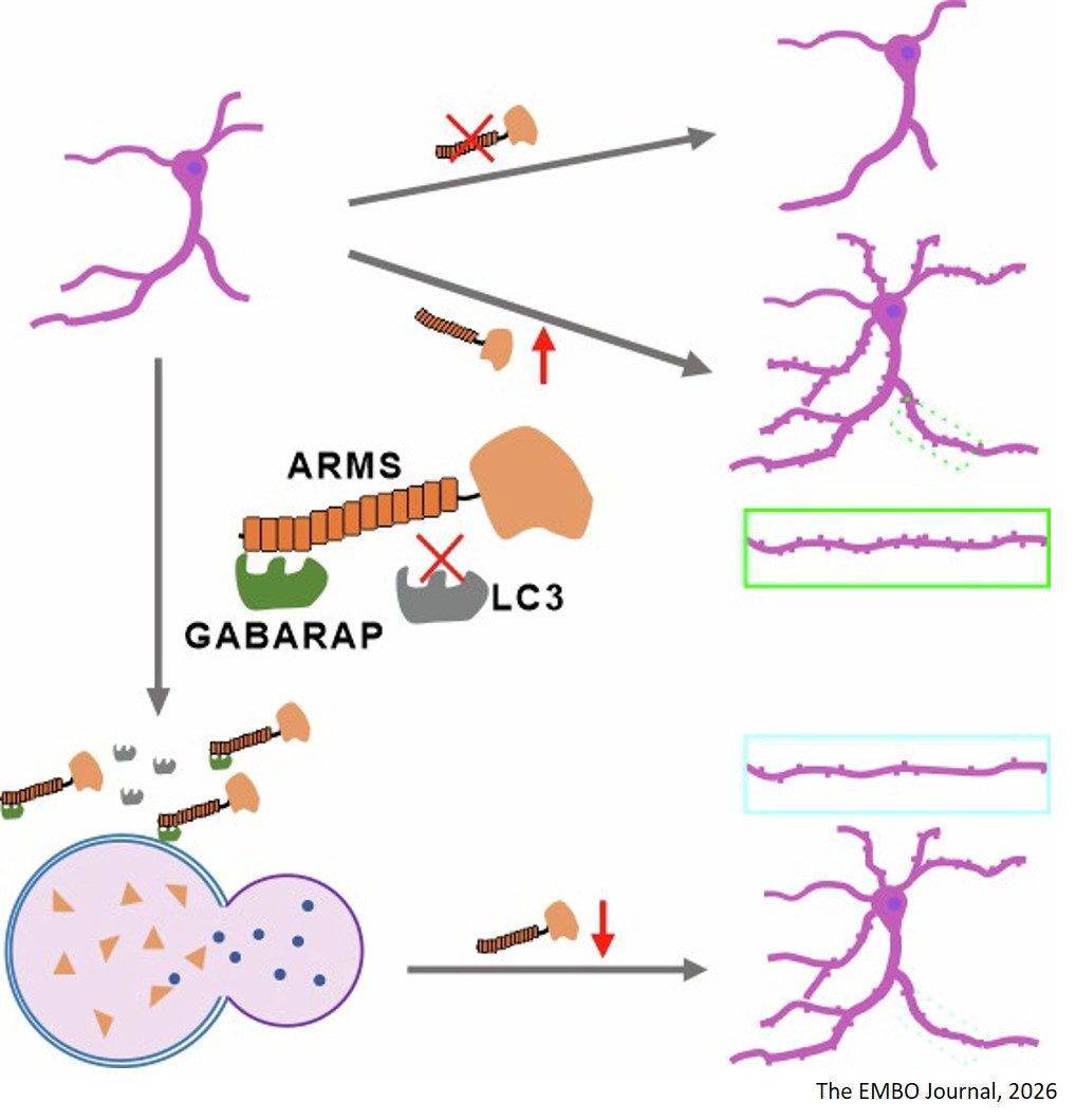 A non-canonical ARMS-GABARAP interaction modulates dendritic spine formation and synaptic development