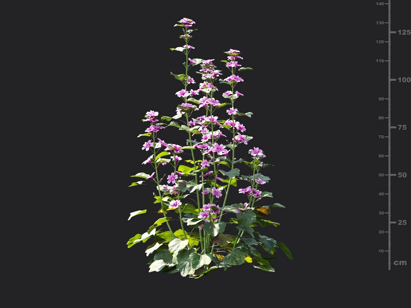 Maxtree - Plant Models Vol.115