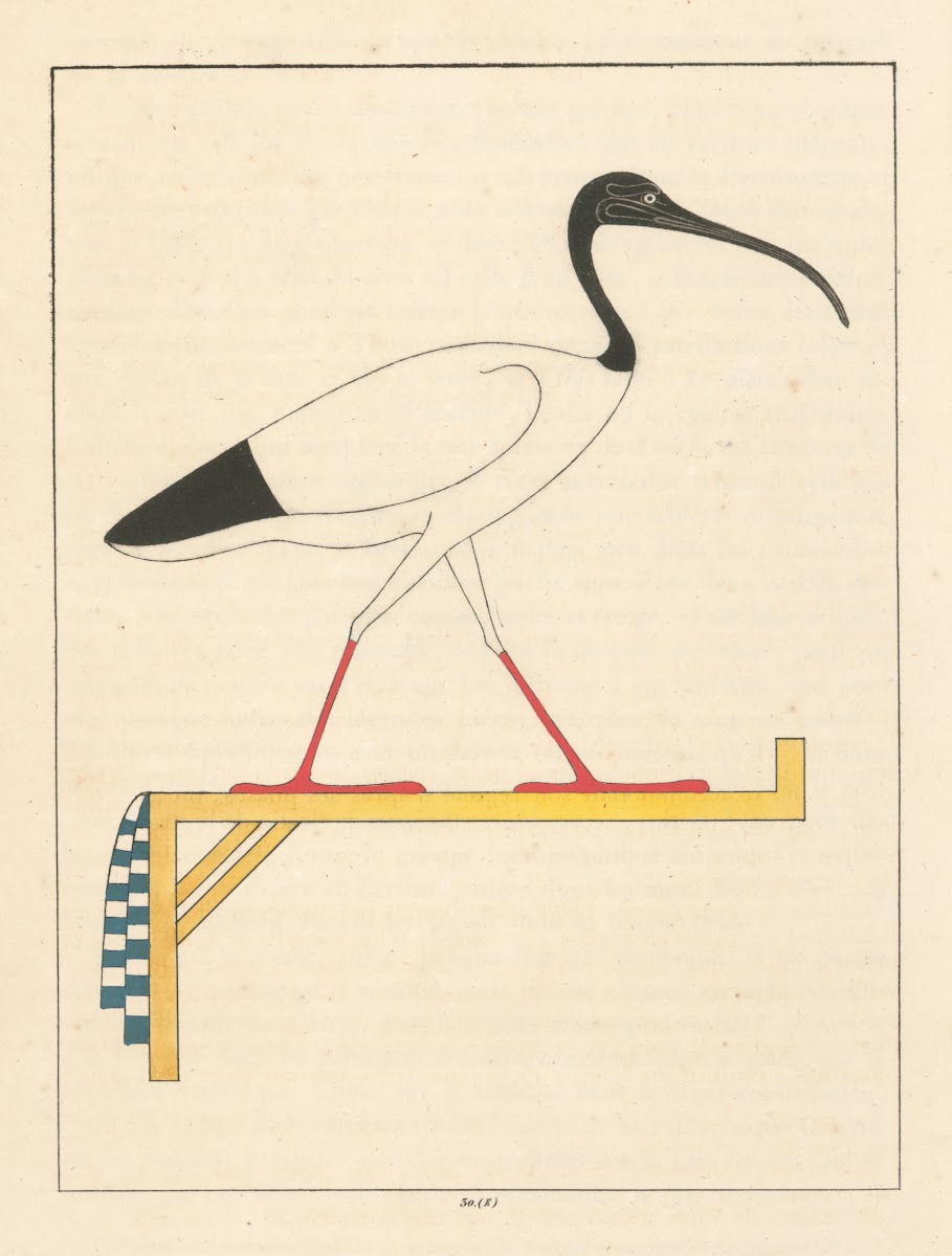 LIbis emblême vivant de Thoth le second Hermès 1823   1825