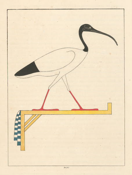 LIbis emblême vivant de Thoth le second Hermès 1823   1825