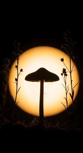 Mystical Mushroom Silhouette Against Giant Orange Moon - Free mobile Wallpaper