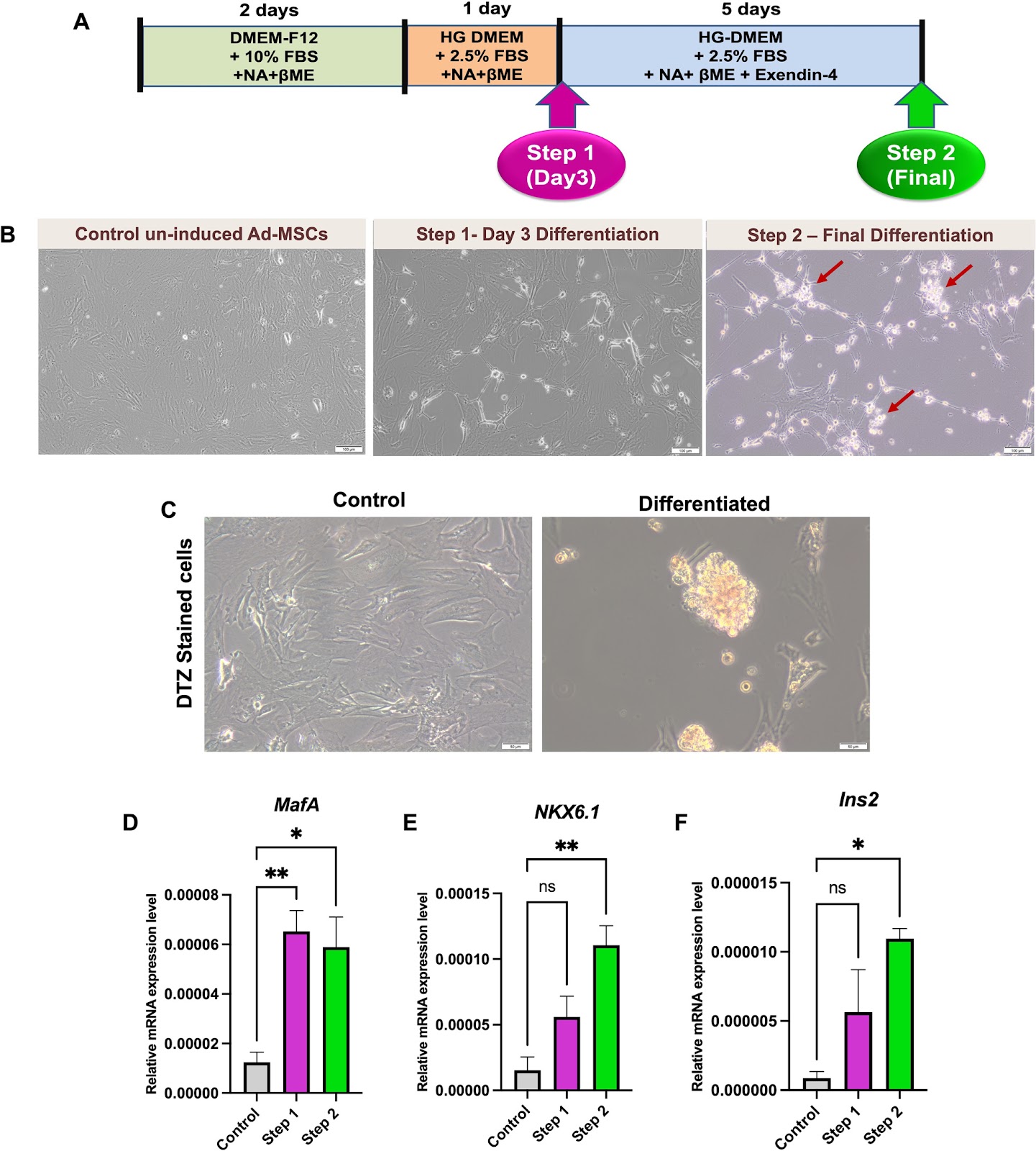 Emerging roles of the long non-coding RNAs MALAT1 and TUG1 during differentiation of adipose tissue-derived mesenchymal stem cells towards insulin-producing cells