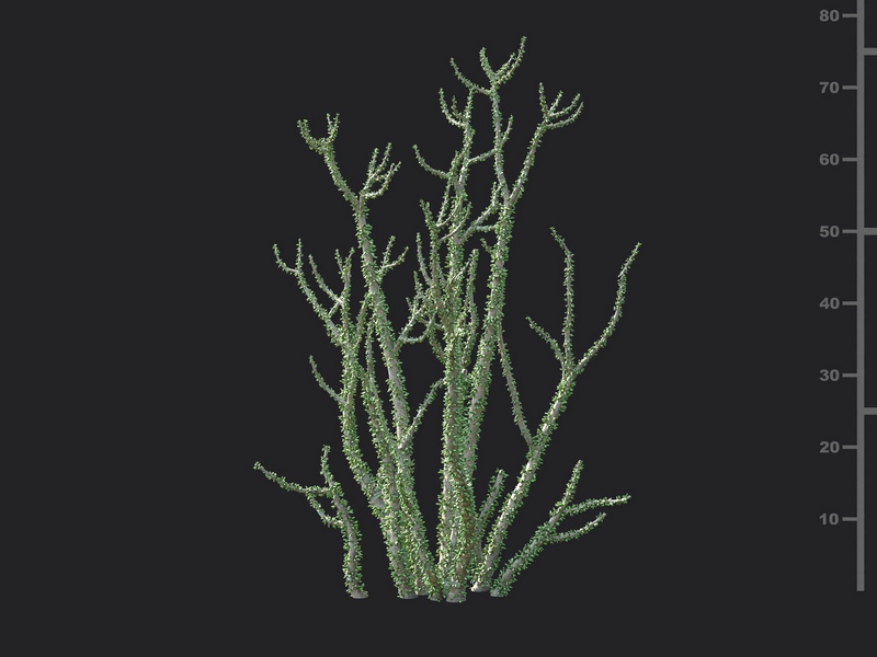 Maxtree - Plant Models Vol.130