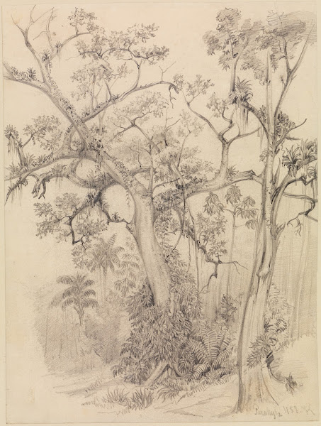 Baumstudien aus dem Urwald bei Parahyba 1858