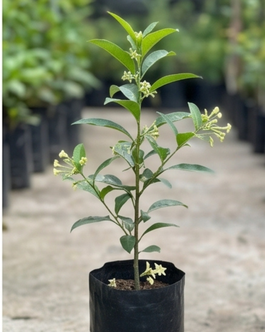 Hasunhana Plant — view 2