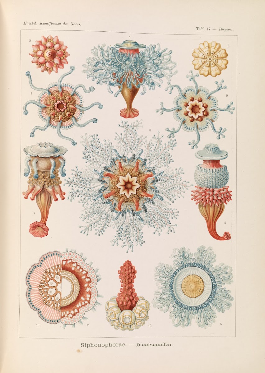 Siphonophorae  Staatsquallen 1904