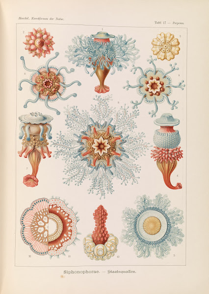 Siphonophorae  Staatsquallen 1904
