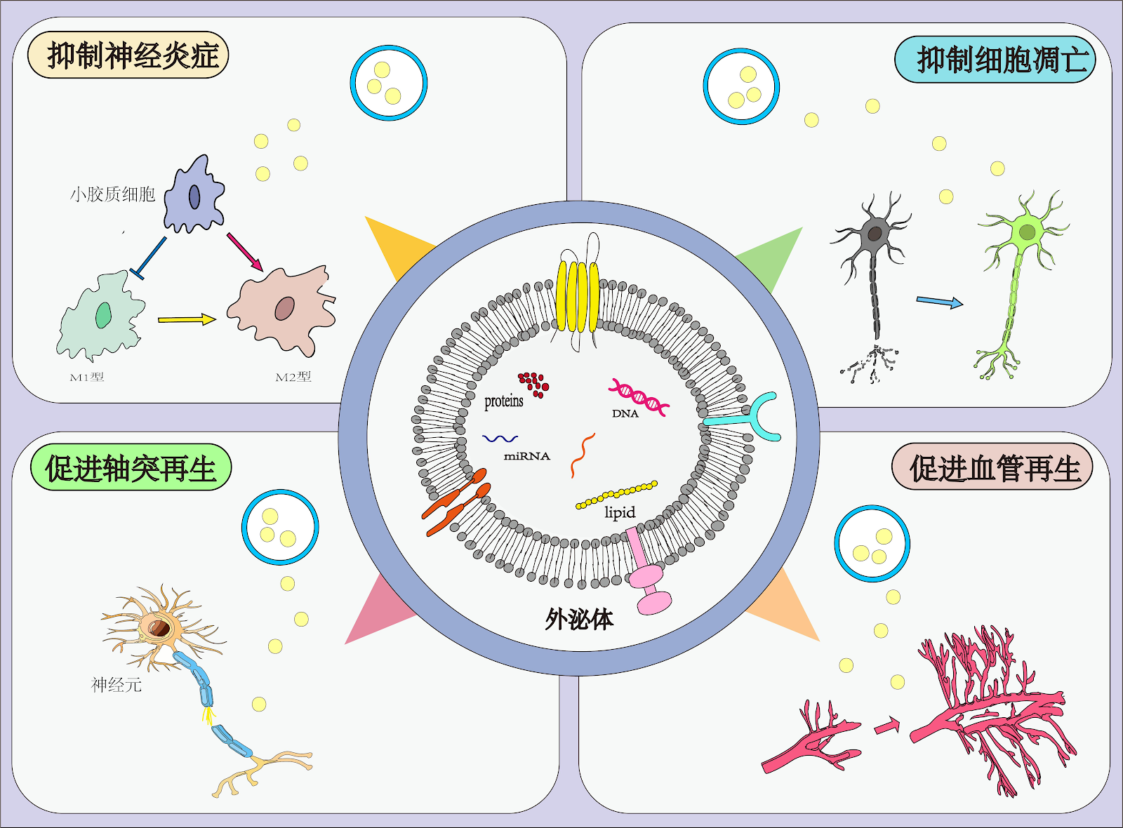 Mechanism of action of extracellular vesicles loaded with biomaterials in repairing spinal cord injury