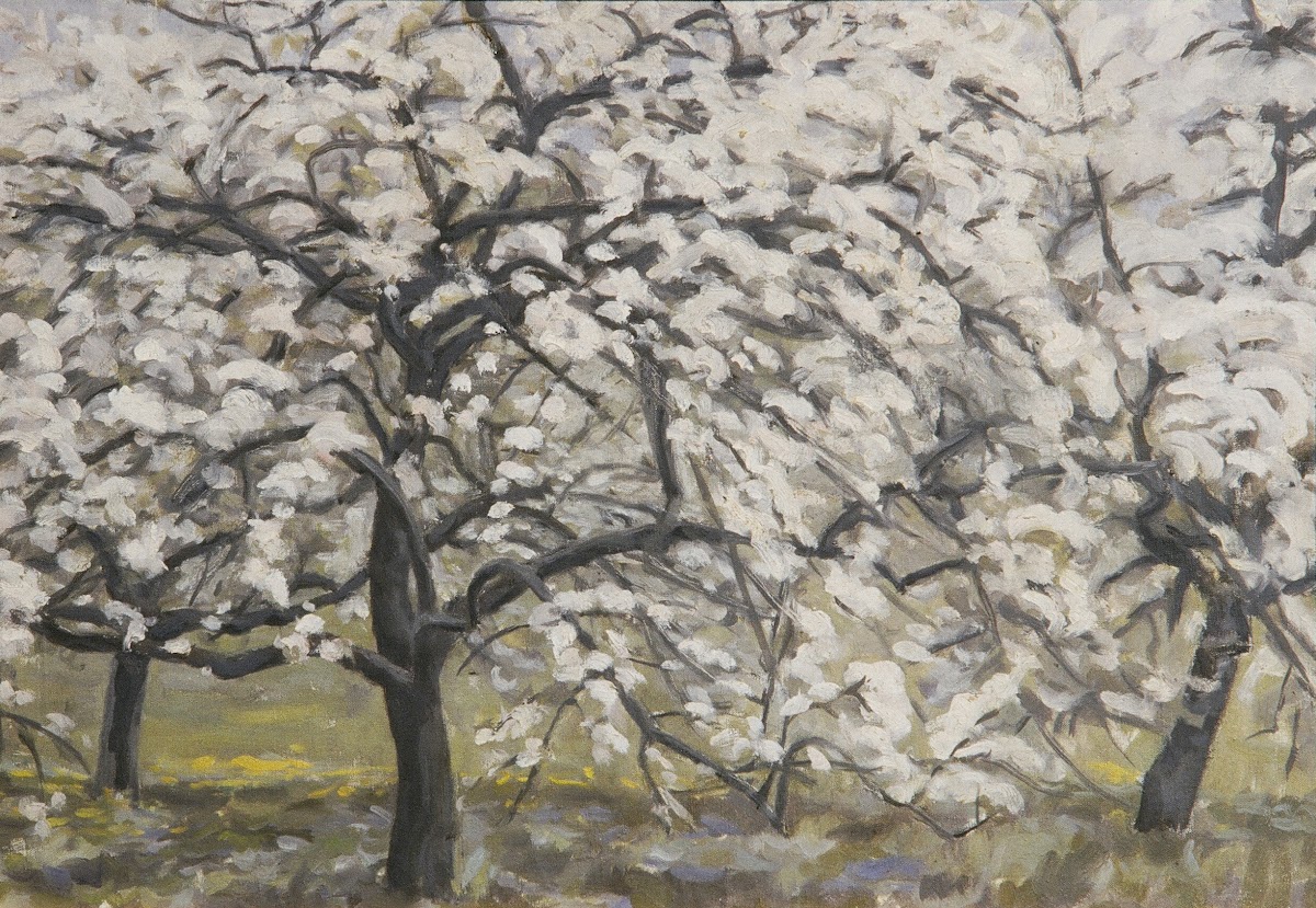 Blühende Obstbäume 1948