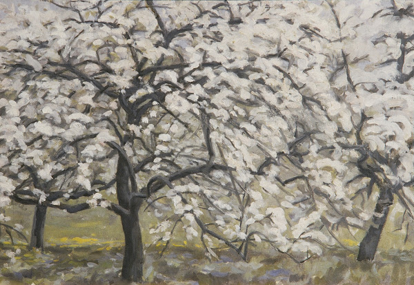 Blühende Obstbäume 1948