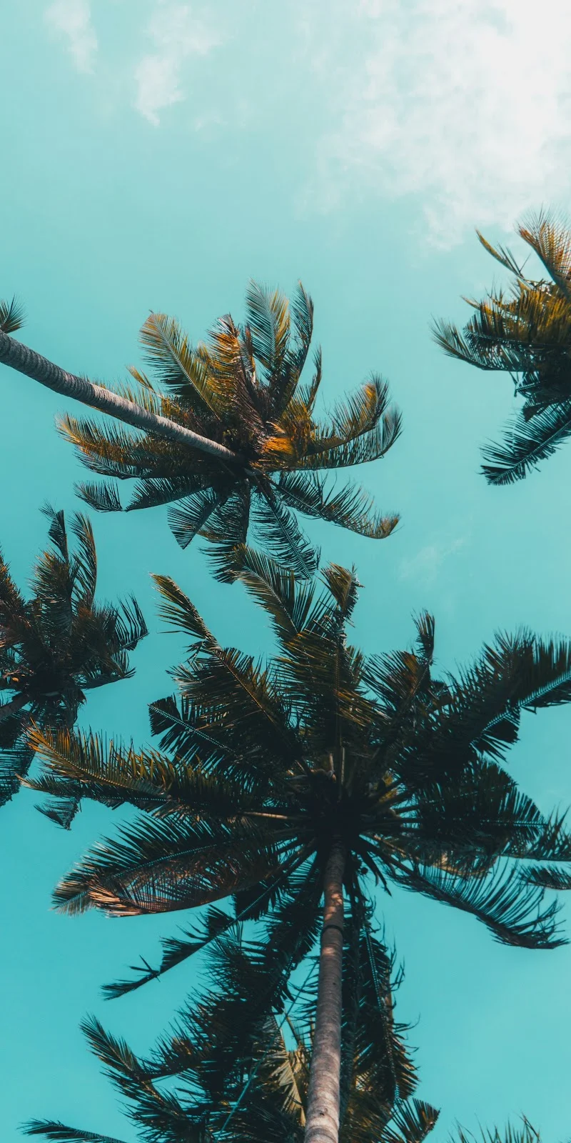 A Cool Azure, Plant, Larch, Terrestrial Plant, Tree 5K iPhone Wallpaper for Free Download in High Quality [3000x6000]