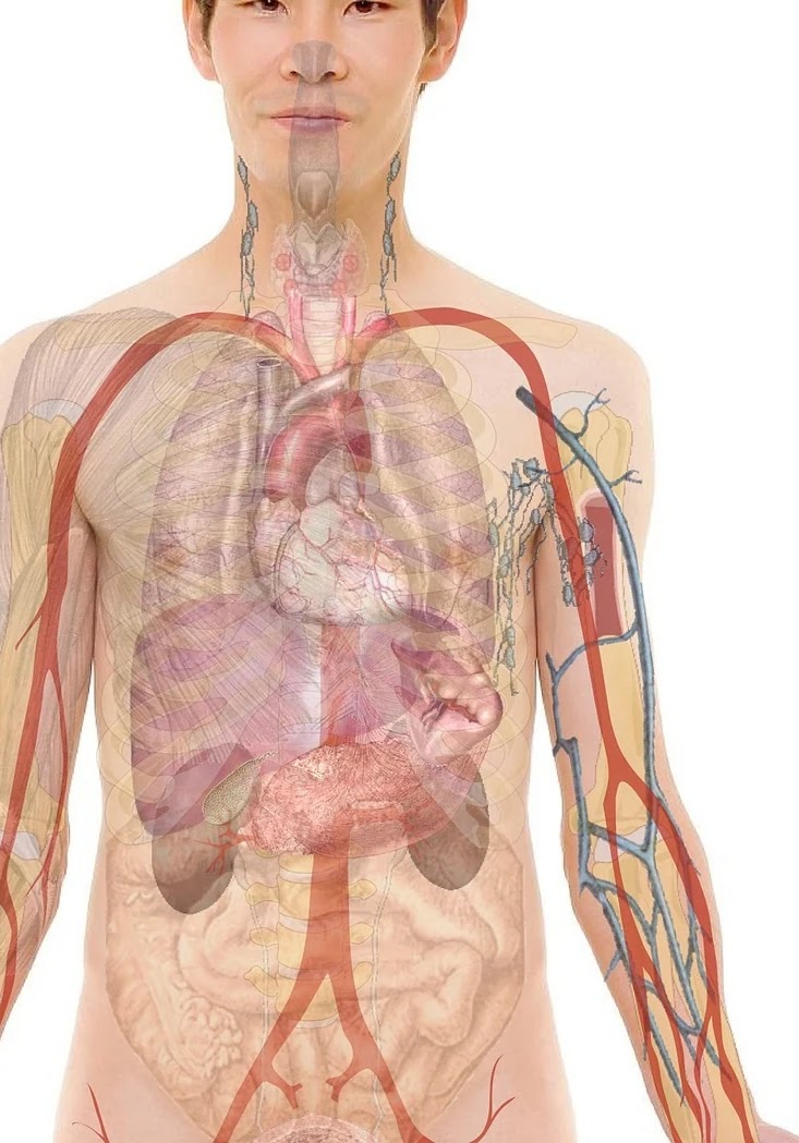 혈당 낮추는 음식의 작용 원리와 신체 내 반응 구조