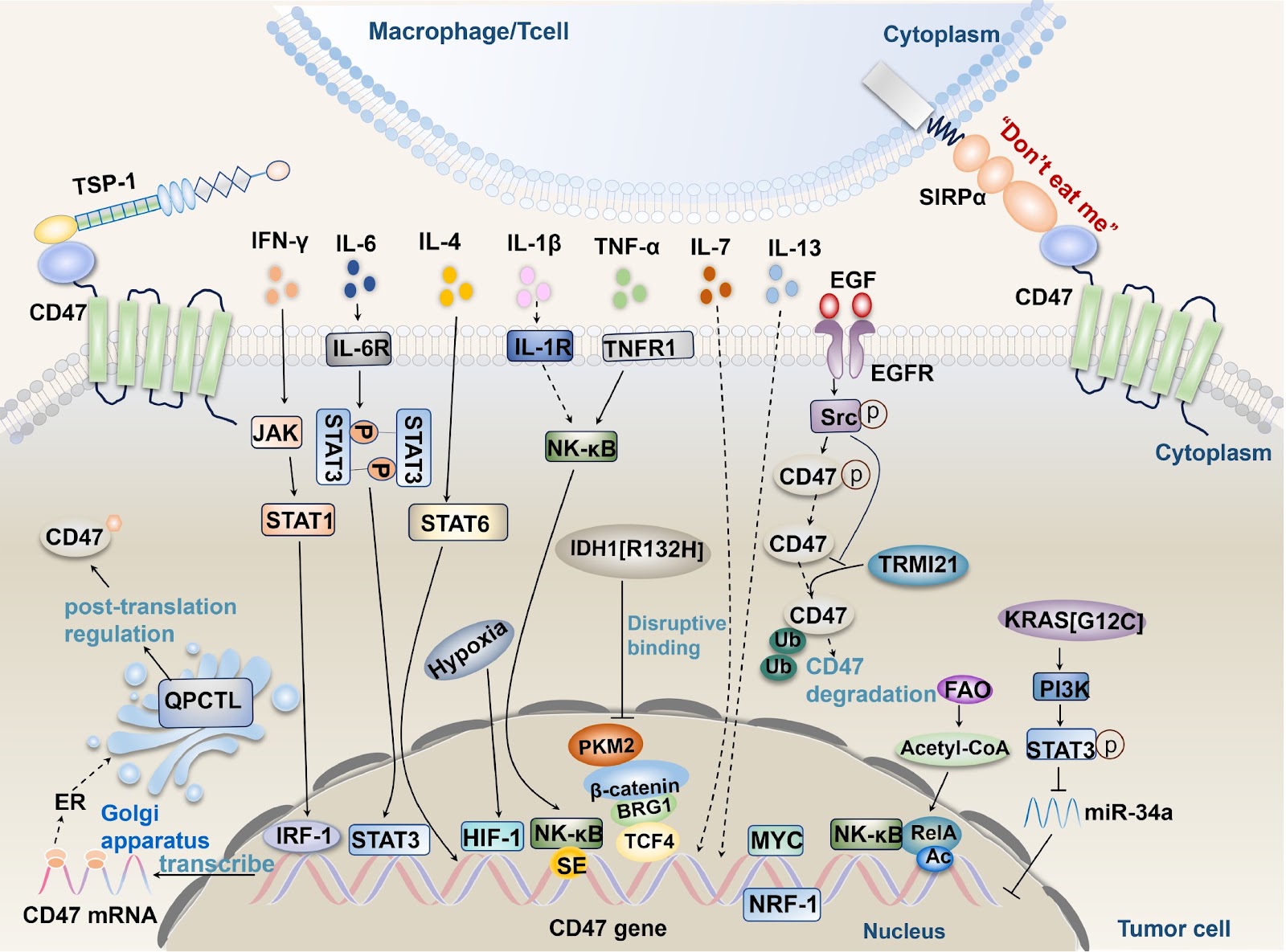 CD47-mediated tumor microenvironment remodeling: a central mechanism in immune evasion