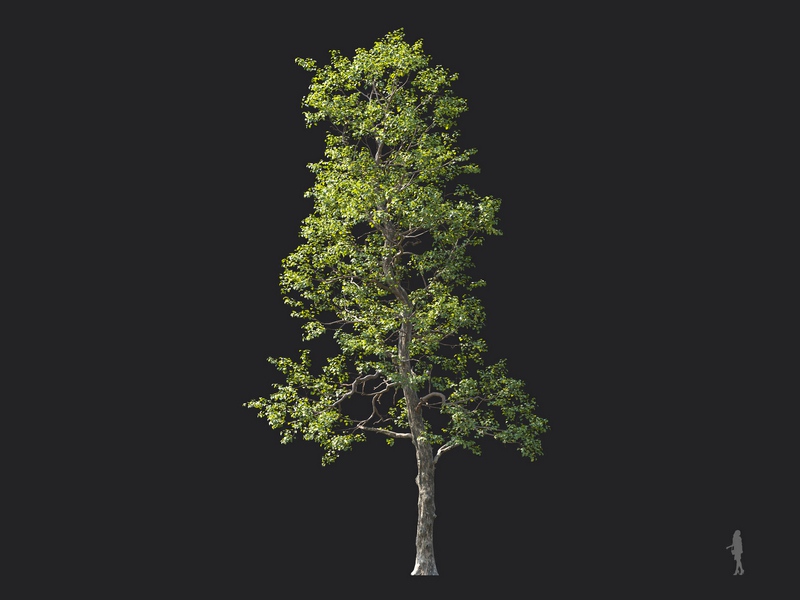 Maxtree - Plant Models Vol.124