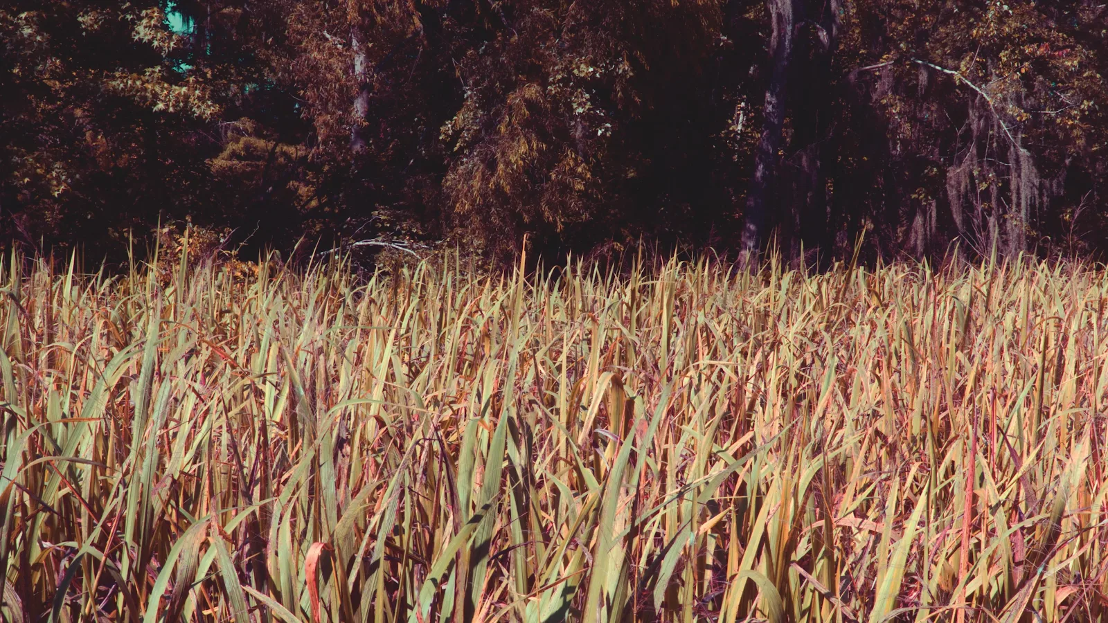 Tall Reeds Near Dark Forest - Nature Photography 4K Wallpaper (3840x2160)