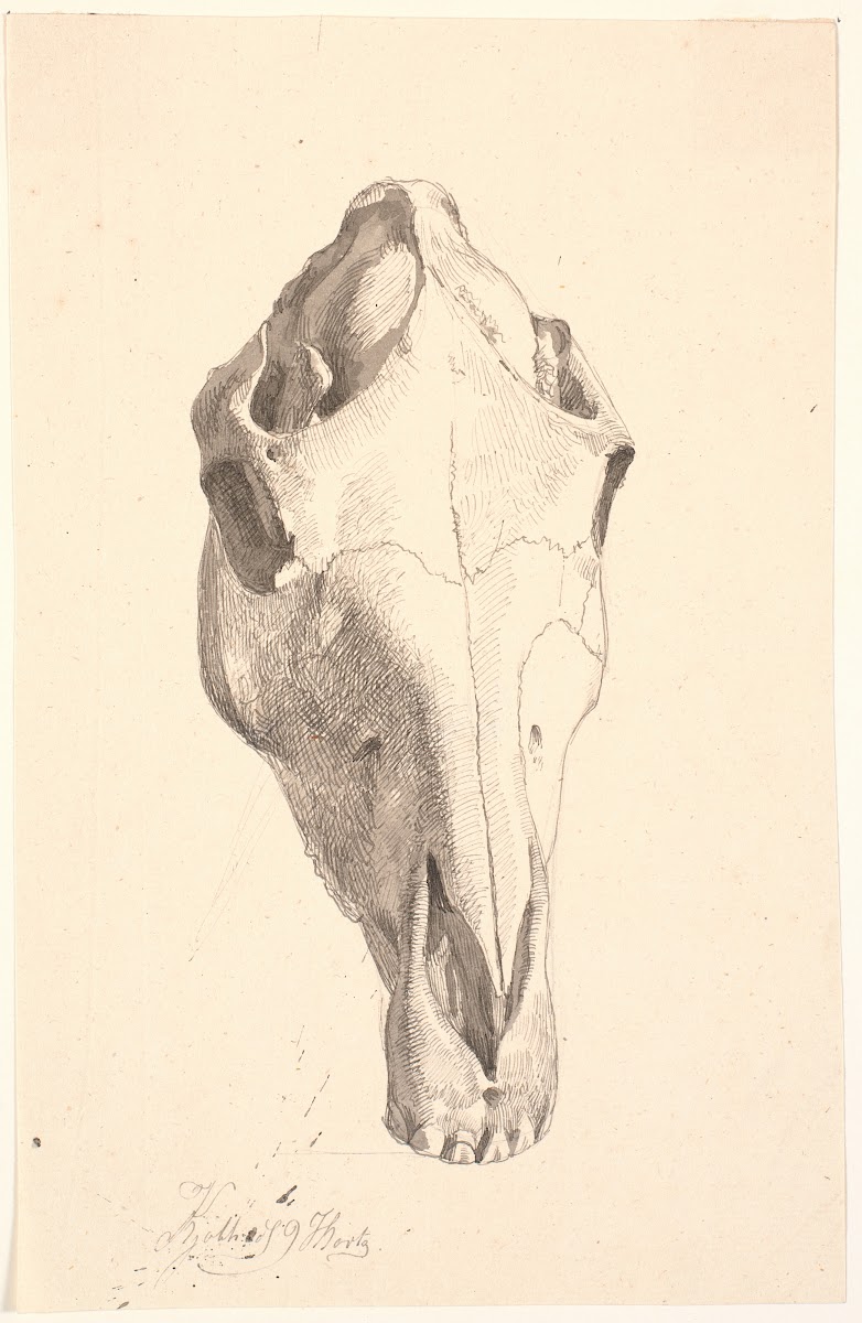 Hjortekranium 1839